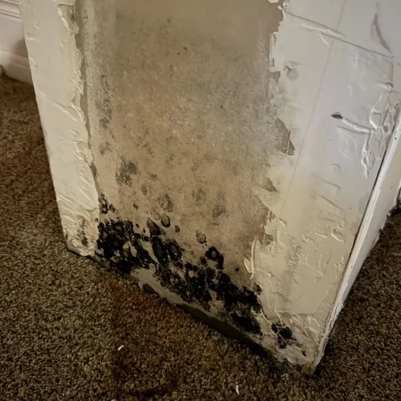 Professional Mold Removal in Chesaning, MI